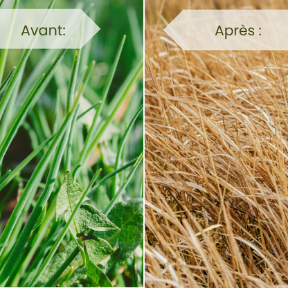 Désherbant Systémique Puissant À Base De Glyphosate
